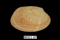 藏品(蝴蝶錦蛤)的圖片